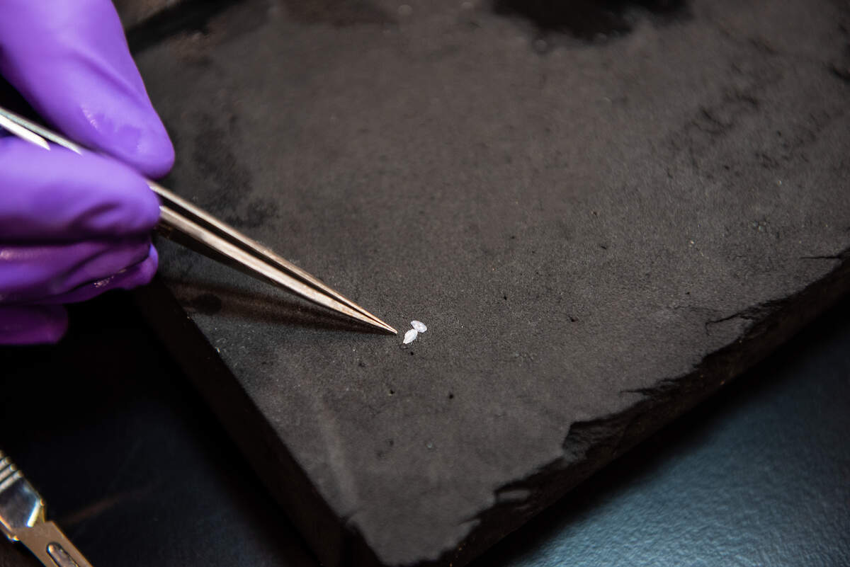 Researchers at PNNL are studying tiny ear bones of fish to learn about their migration. Matching the chemistry of various bodies of water with the chemistry incorporated in the concentric rings that form the ear bones over a fish’s lifetime reveals information about where the fish has been.
