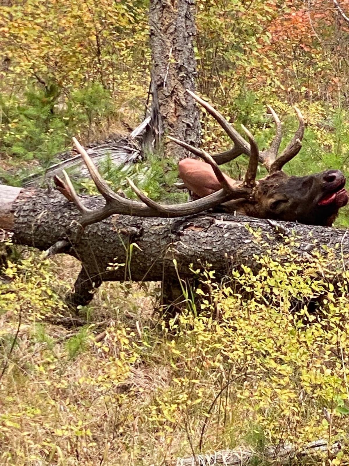 A mature bull elk was shot with archery equipment and left at an undisclosed site in Northeast Oregon on Labor Day weekend. Police are asking for the public’s help to identify a suspect.