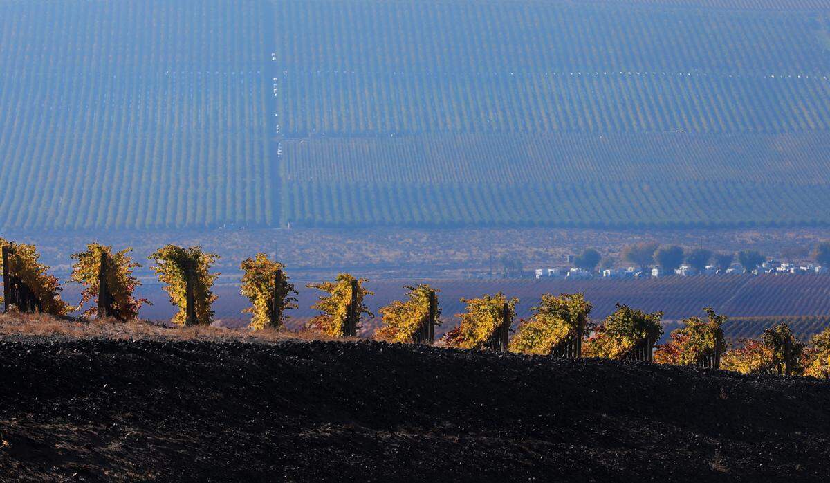 The leaves on rows of grape vines glow in the early morning sunshine in a vineyard off Anitinori Road near Benton City