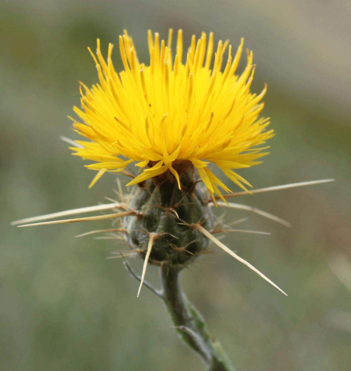 Yellow starthistle is a Class B noxious weed in Washington state. 