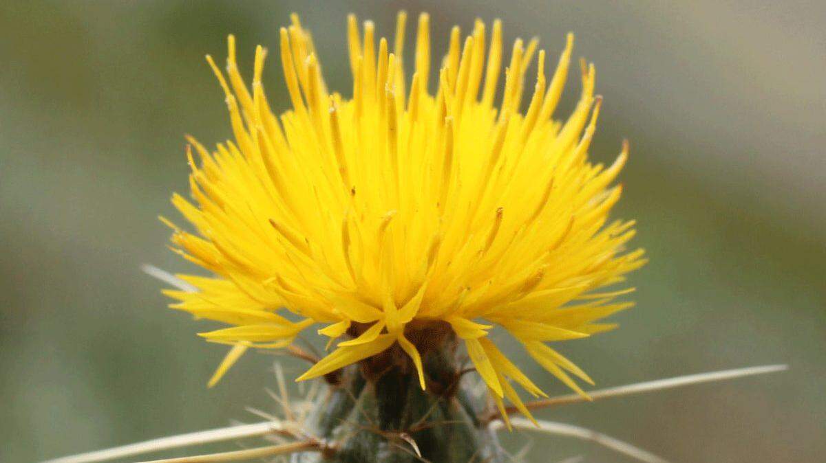 Yellow starthistle