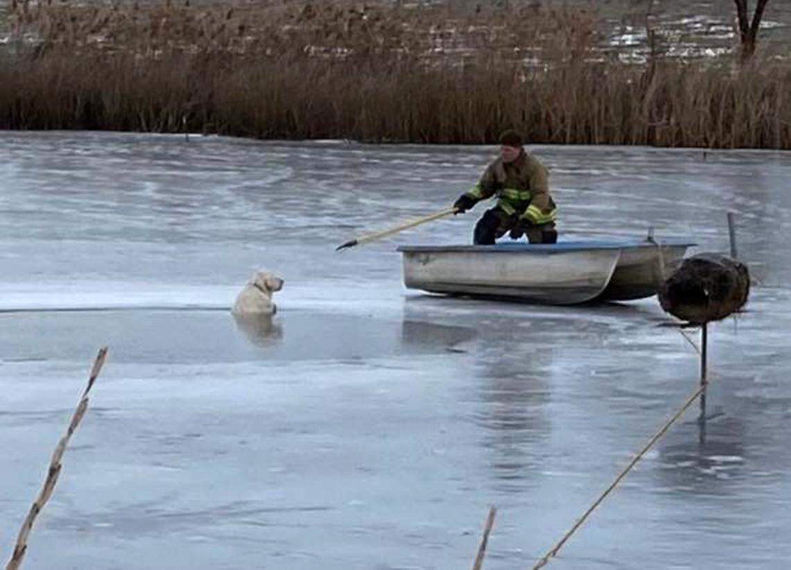 A firefighter rescued a dog that fell through the ice in a Franklin County pond this week.