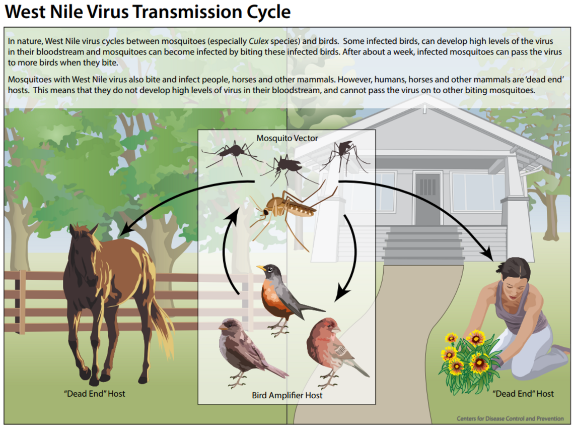 How to Prevent West Nile Virus in Birds: Effective Tips
