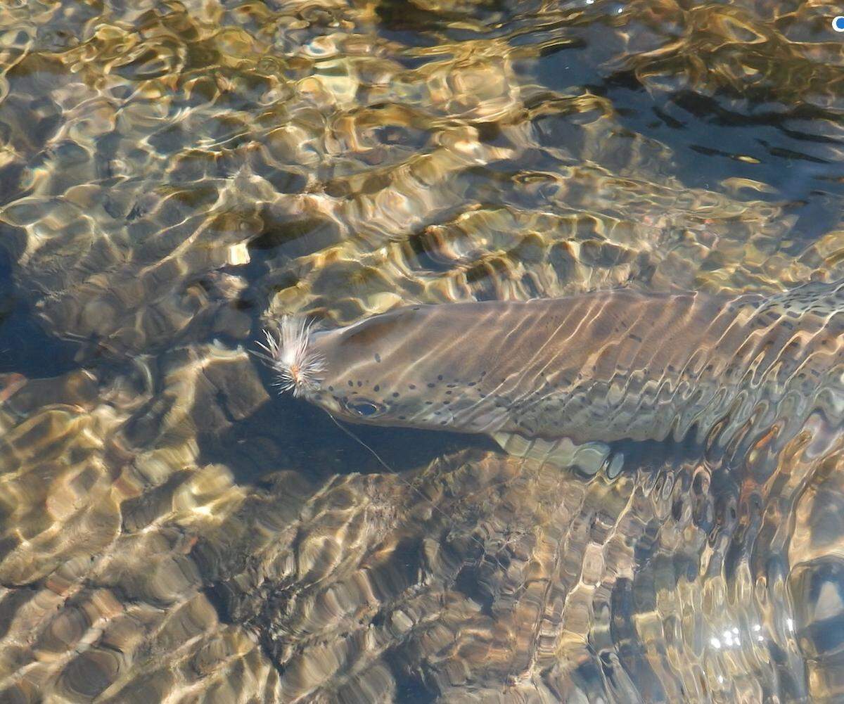 This pan-sized rainbow trout could not resist a well-placed Stimulator pattern.