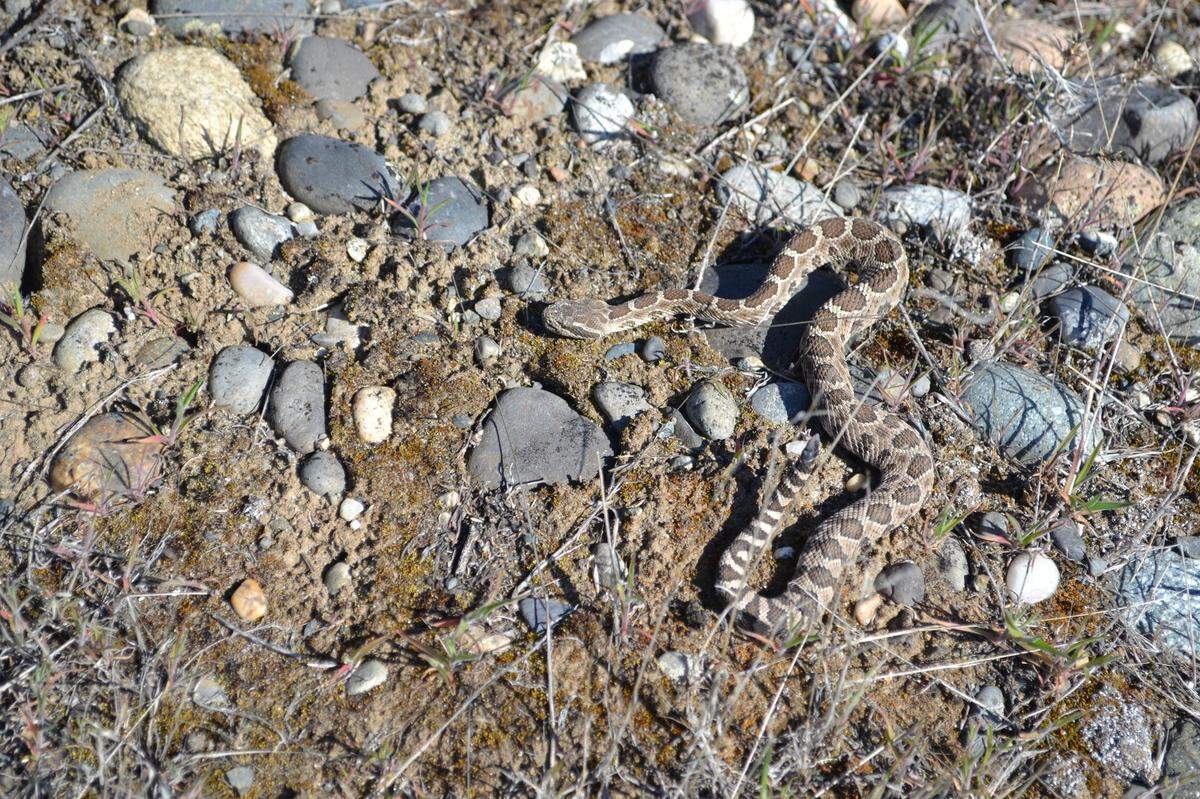 Western rattlesnakes have emerged from their dens with the warming weather at the Hanford nuclear site just north of the Tri-Cities.