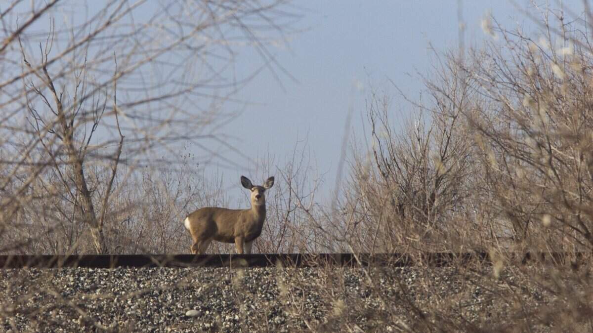 A mule deer doe crosses the railroad tracks near the causeway in the Yakima River delta area on Highway 240.
