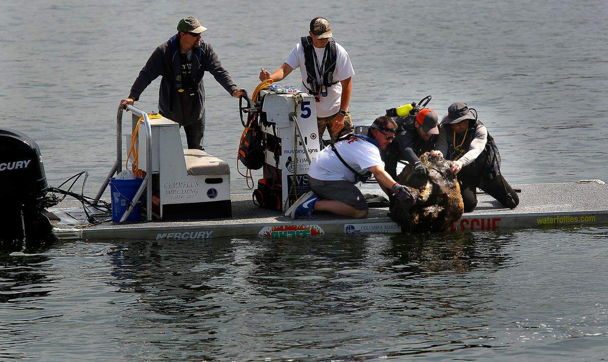 Members on the Water Follies rescue sled wrestle a tree stump from the Columbia River during Friday’s one-day Spring Testing event for race boats team preparing for the 2022 season. The rescue boats were vigilant about removing floating debris that could damage the racing boats.
