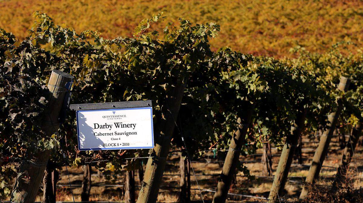 Leaves on rows of Cabernet Sauvignon grape vines glow in the early morning sunshine in Quintessence Vineyards off Anitinori Road near Benton City