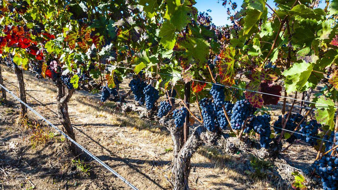 Northwest Wine: Tasting of 169 Syrahs showcases delicious styles