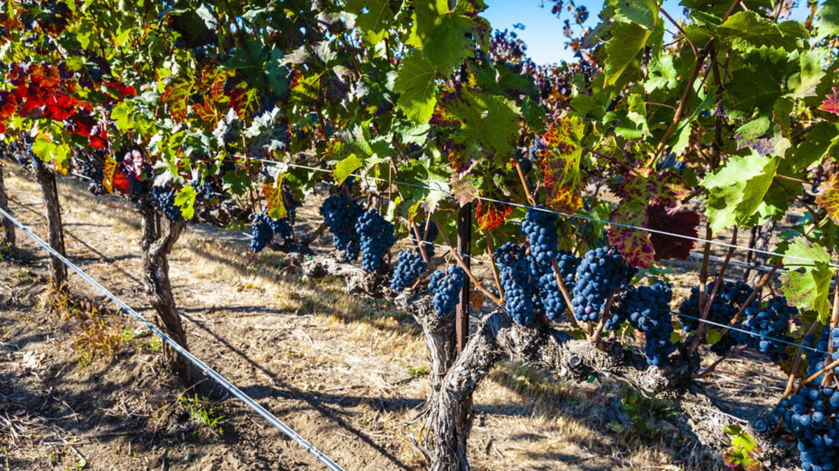 Clusters of Syrah hang and ripen at Sagemoor Vineyards near the Columbia River north of Pasco, Wash.
