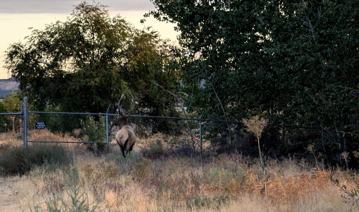 Cheyenne LaViolette snapped this photo of a bull elk on Sept. 18, 2024, near the corner of Smartpark Street and George Washington Way, near Hanford High School, in Richland.