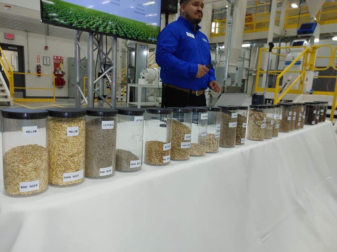 Syngenta AG Group displays good and bad seeds processed in Pasco during an Aug. 9 dedication of its newly expanded plant on North Industrial Avenue.