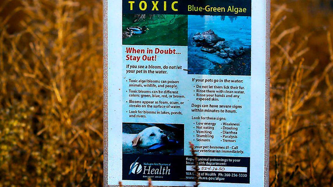 No swimming allowed for people, dogs at popular Tri-Cities beach