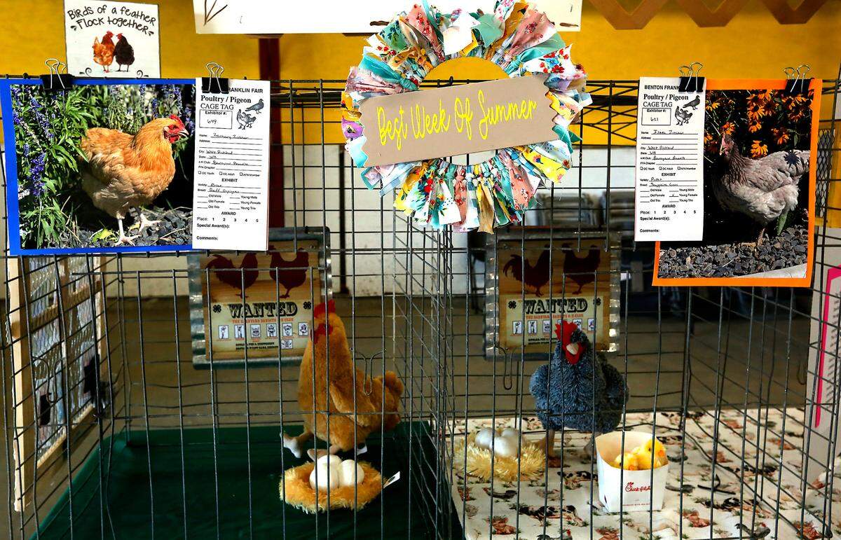 Plush chickens stand in for the real thing in some cages at the Benton Franklin Fair this year. Live chicken are not allowed due to avian flu.