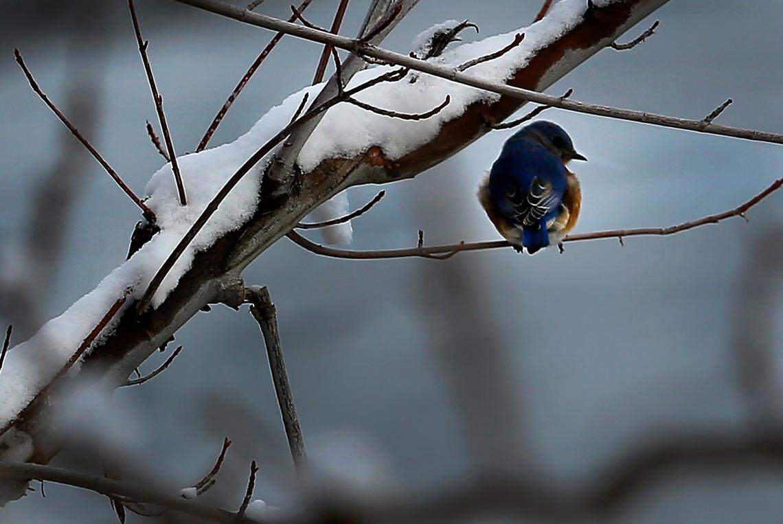 An eastern bluebird perches on a tree branch near the Columbia River in Richland. It is the first confirmed sighting of an eastern bluebird in Washington state.