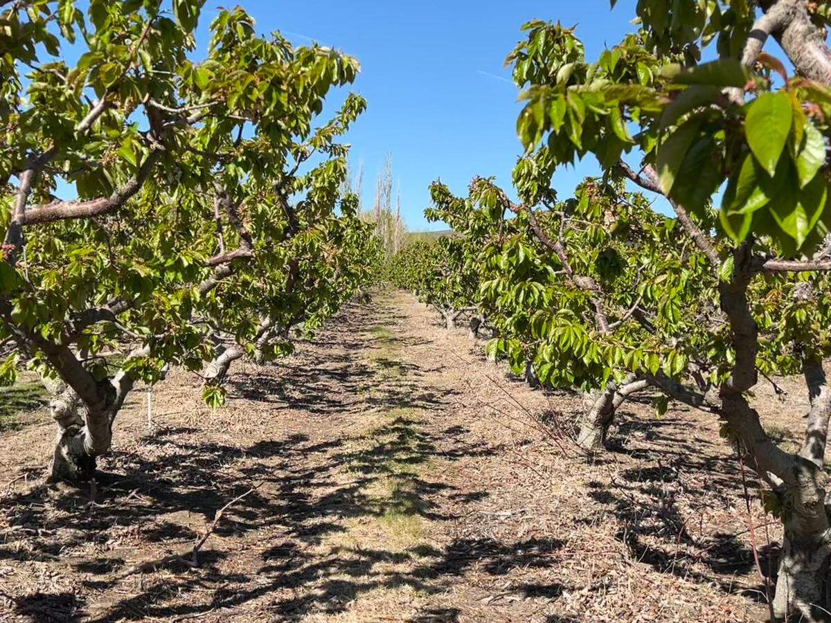 Cherry trees are beginning to bloom at Ray French Orchard in Richland on April 22, 2022. A prolonged cold snap in April is likely to have had a negative impact the earliest blooms this year.