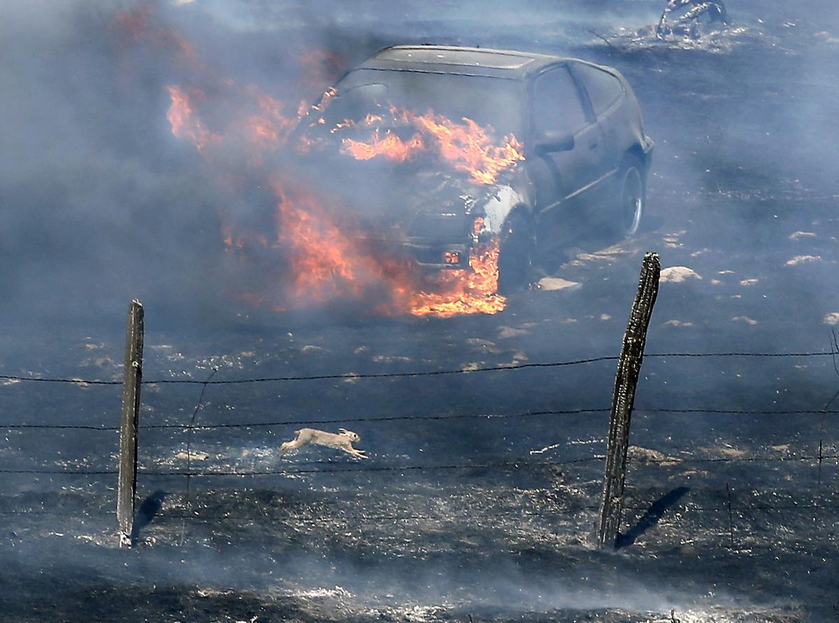 A rabbit searches for safety Monday after a rapidly moving brush fire scorched the landscape and caught a car parked in a field on fire near the Gibbon Road interchange between Benton City and Prosser. Watch a video at tricityherald.com/video