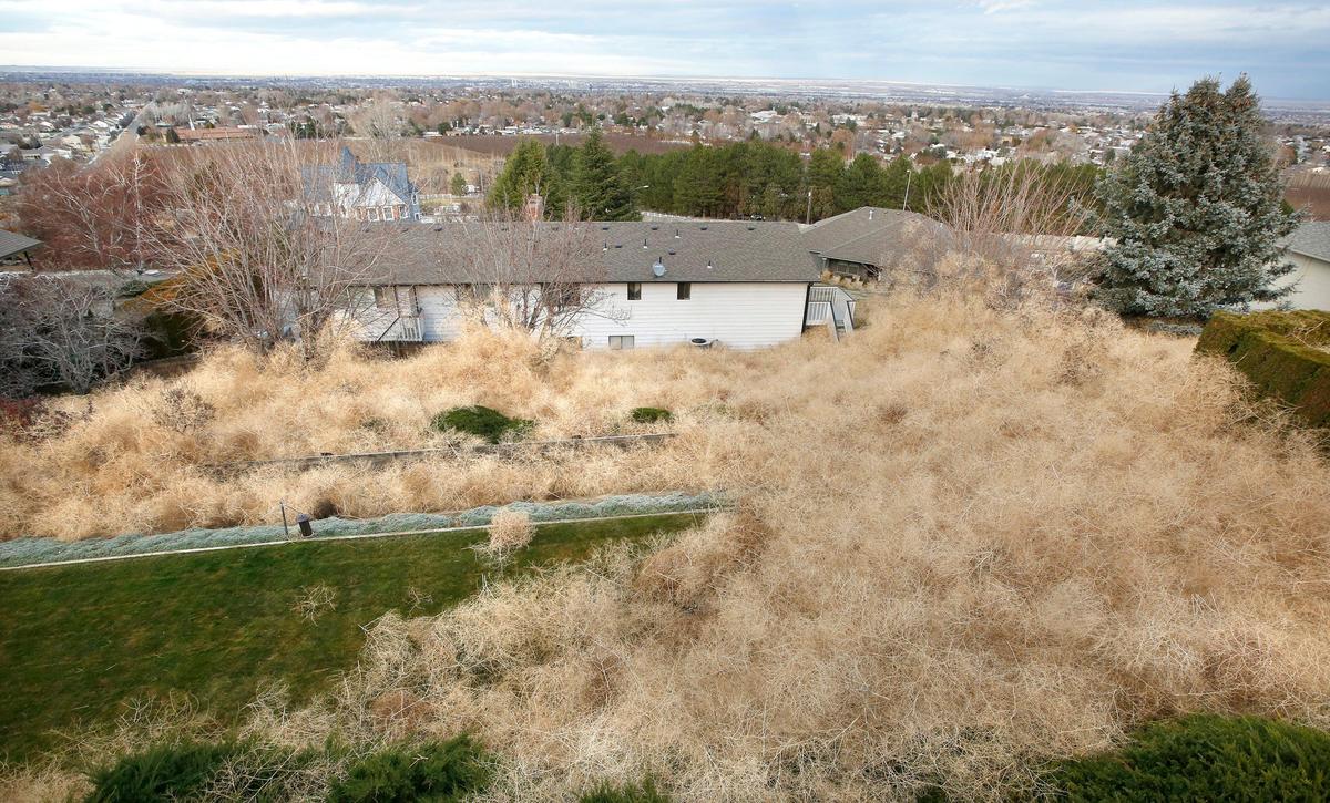 Wind-blown weeds overwhelm several yards near South Olympia Street and West 53rd Avenue in Kennewick.
