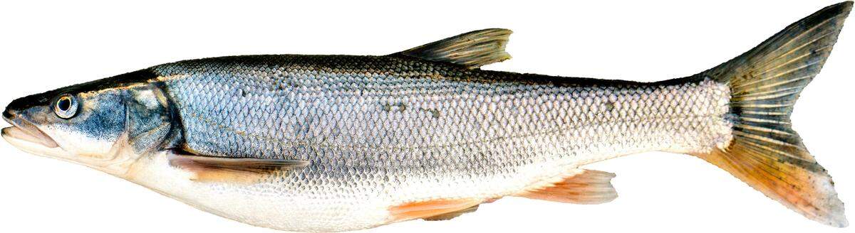 A Northern pikeminnow, which can be turned into the Pikeminnow Program at designated areas in the Columbia and Snake Rivers in exchange for monetary rewards.