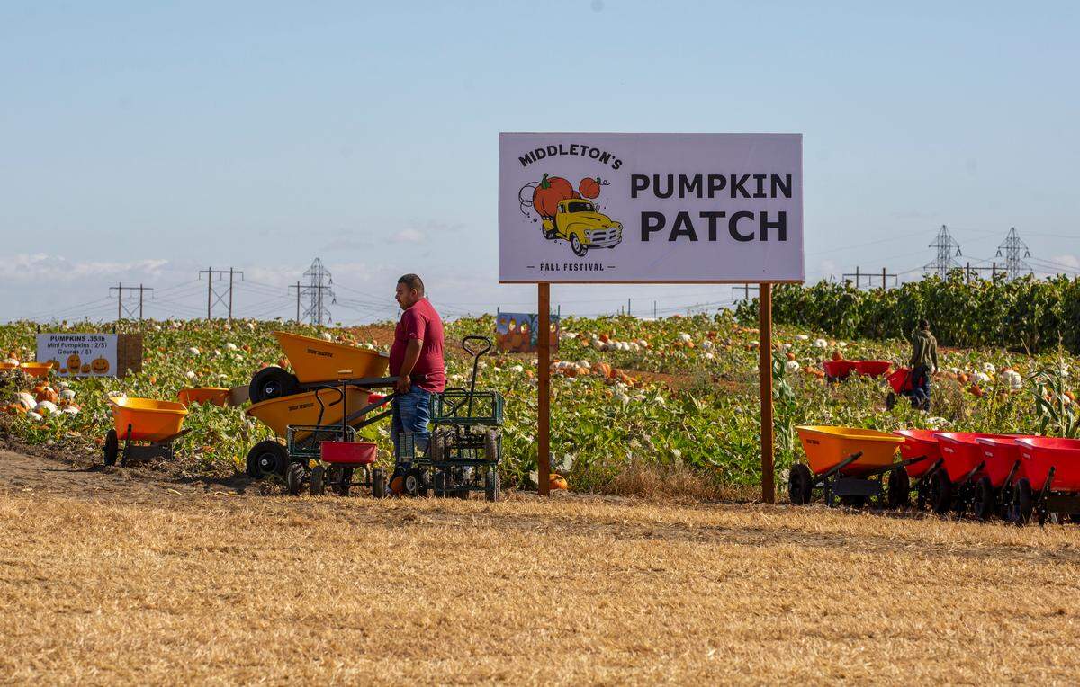 Middleton’s Farm prepares for their seventh annual opening of the their Fall Festival in Pasco.&nbsp;The fall festival has a corn maze, pumpkin patch, a petting zoo and more.&nbsp;It is running Sept. 28- Oct. 27, Friday - Saturday 10 a.m. - 8 p.m. and Sunday 10 a.m. - 6 p.m.&nbsp;General admission is $12 and on Friday’s $10. Watch a video at www.tricityherald.com/videos.