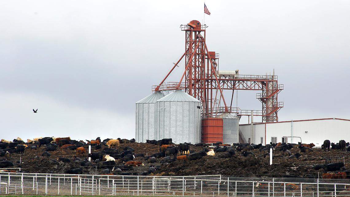 Coalition calls to block Easterday mega-dairy permit south of Tri-Cities