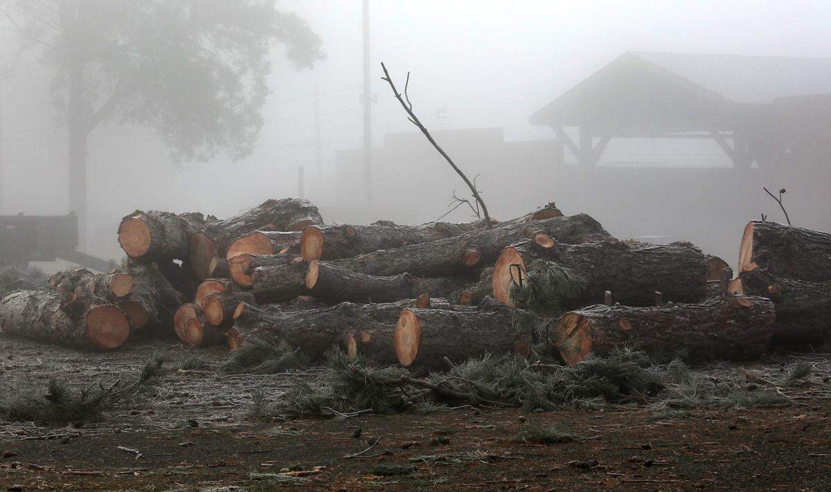 Pine tree logs on the ground just inside the main entrance to the Benton County Fairgrounds in Kennewick.