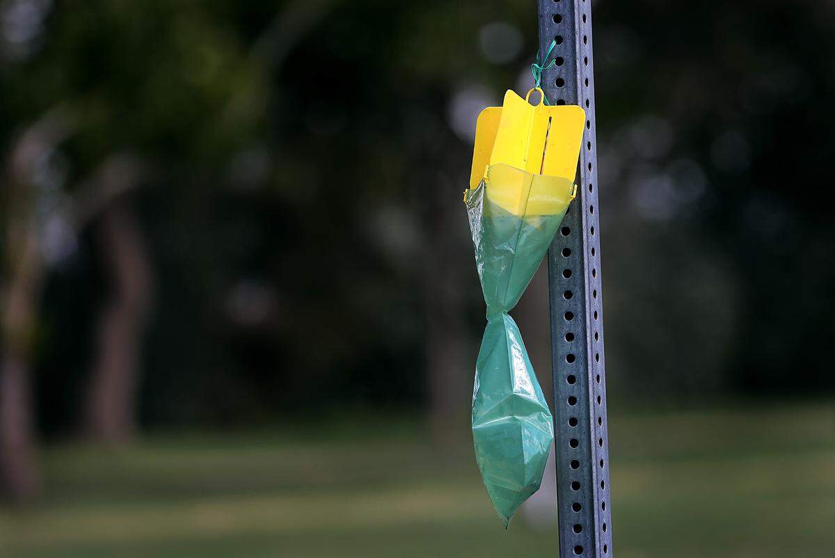 The Washington state Department of Agriculture has hung Japanese beetle traps in the Tri-Cities area when the adult beetles are flying.