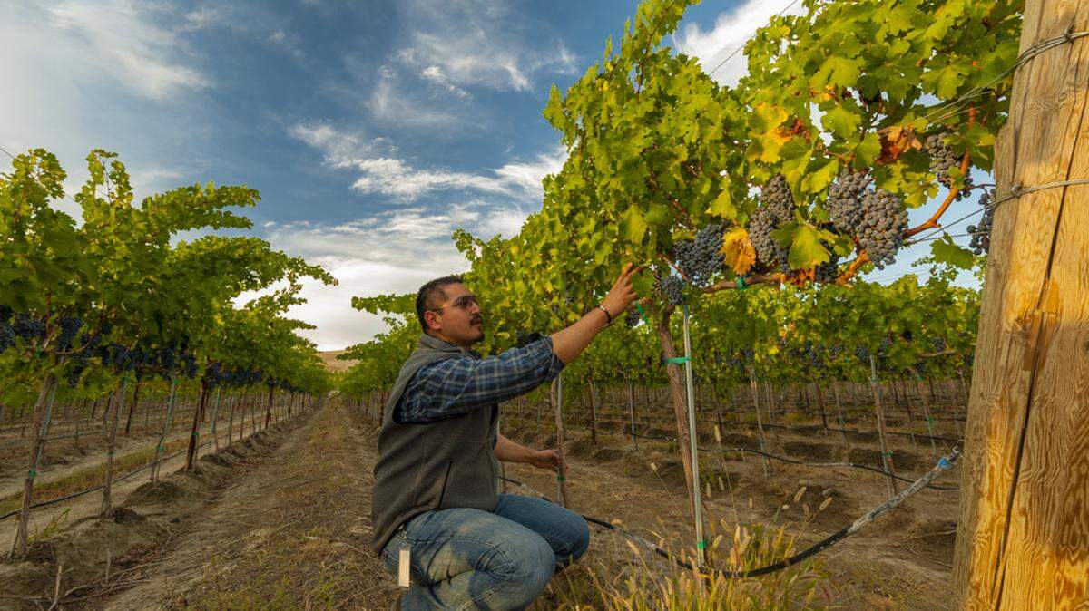 Victor Palencia, a product of College Cellars at Walla Walla Community College, drives hundreds of miles each week to check on the vineyards and produce wine for the Jones and Shaw families at J&S Crushing in Mattawa as well as his own brands.