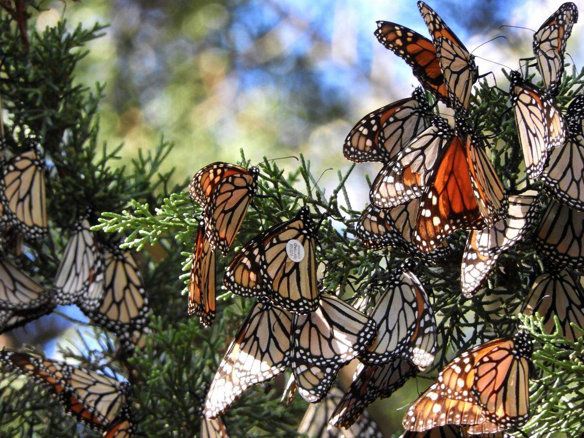 A cluster of monarch butterflies is seen in the wild, one with a WSU tag on it.