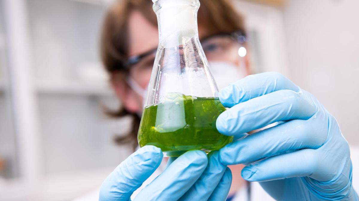 PNNL research botanist Scott Edmundson and his colleagues are cultivating different species of algae to study their properties and propensity for extracting different minerals from seawater—focusing on domestic production of rare earth elements that the U.S. must currently import for use in a variety of telecommunication and energy technologies.