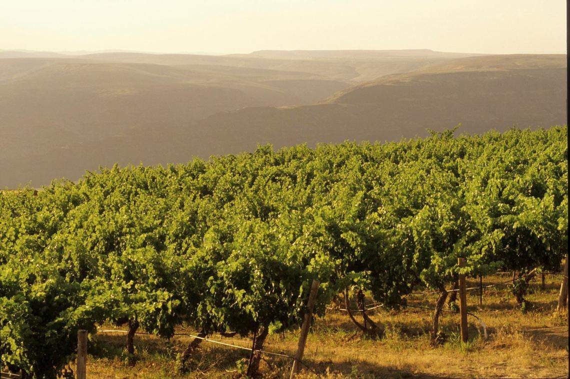 Vineyards are common sights in central and eastern Washington. 