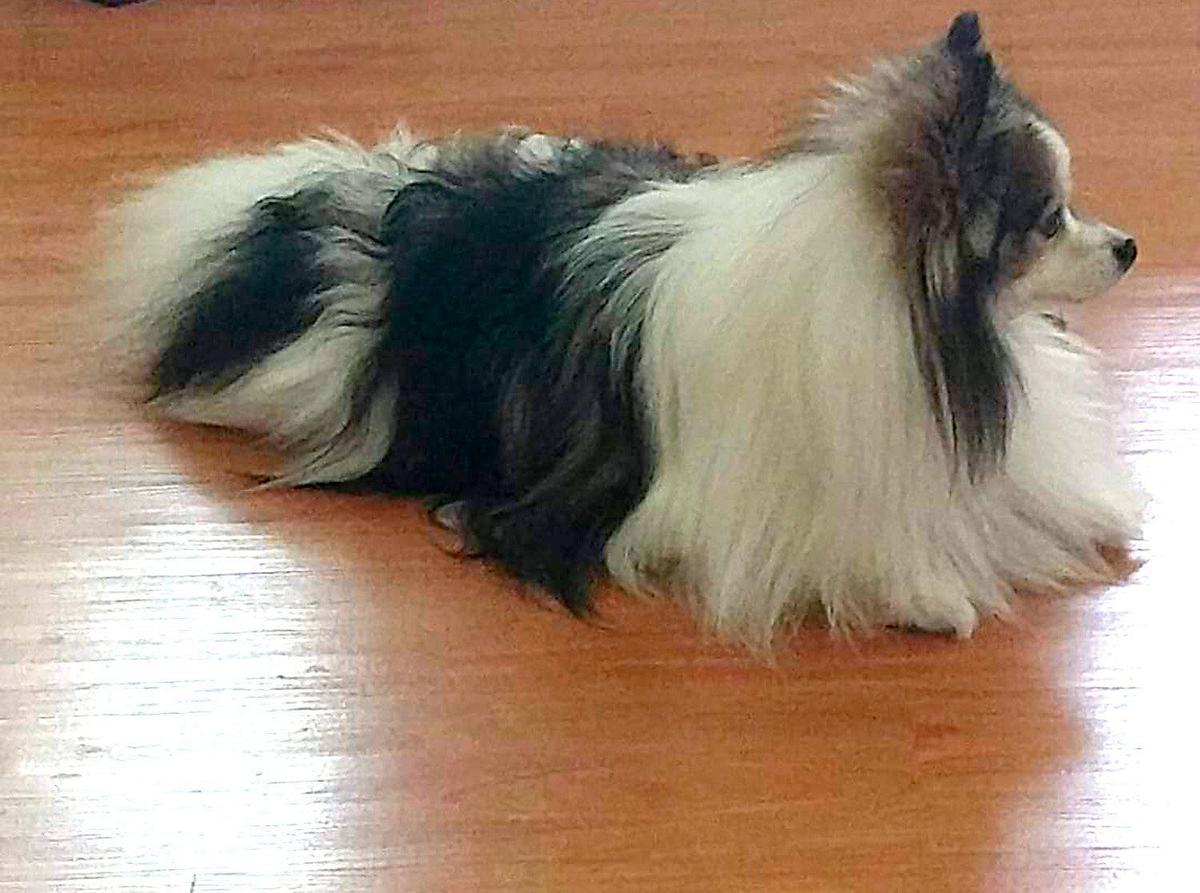 Vera Nenadic’s beloved pet named Bozo was killed recently in an attack by two large dogs running loose as the Pasco woman walked her dog on a leash in her west Pasco neighborhood.