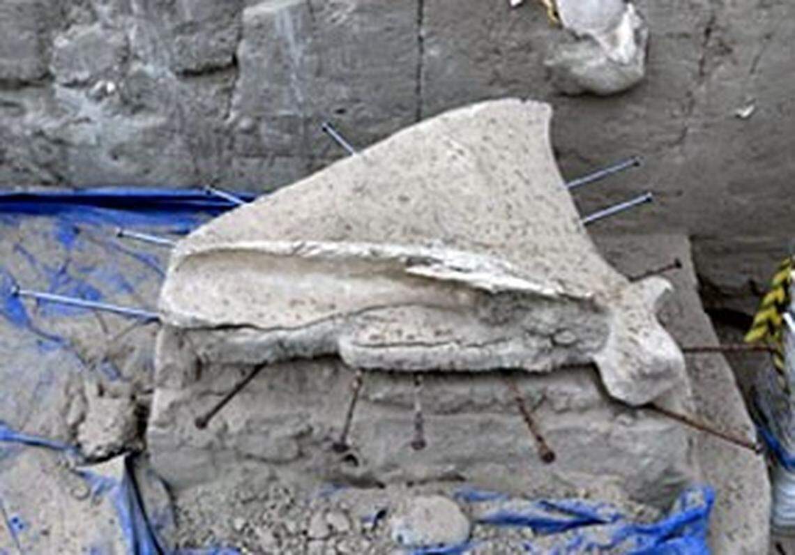 The shoulder blade of an ice age mammoth is shown as it was being carefully unearthed, leaving a pedestal of dirt beneath it, at the Coyote Canyon dig site near Kennewick. Kadlec Regional Medical Center staff volunteered to provide support to the bone, which had delicate areas, with lightweight fiberglass casting material.