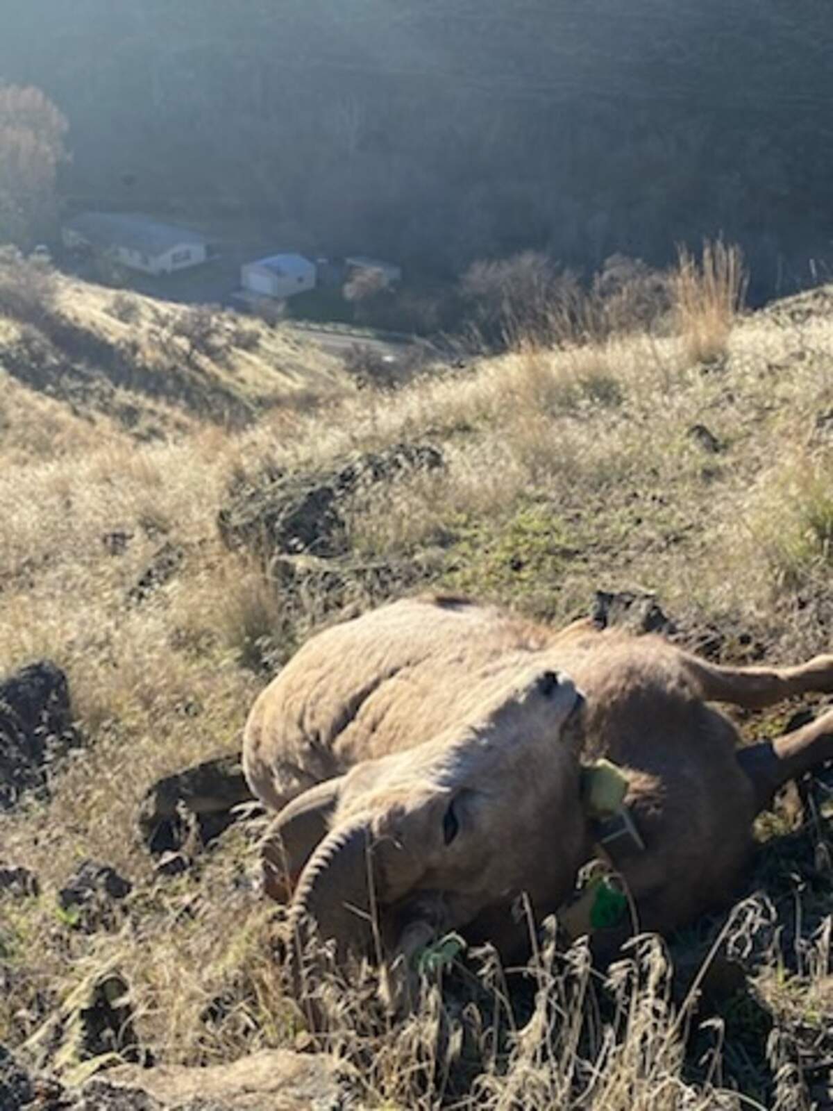 Washington state official are asking for help to find who poached and left a bighorn ram in Eastern Washington.