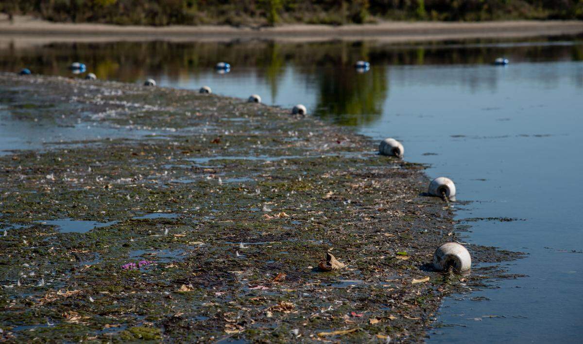 New warnings about toxic algae blooms have been posted at some access points along the Columbia River near Tri-Cities due to recent reports of four dogs dying and two more getting sick after being in the water.