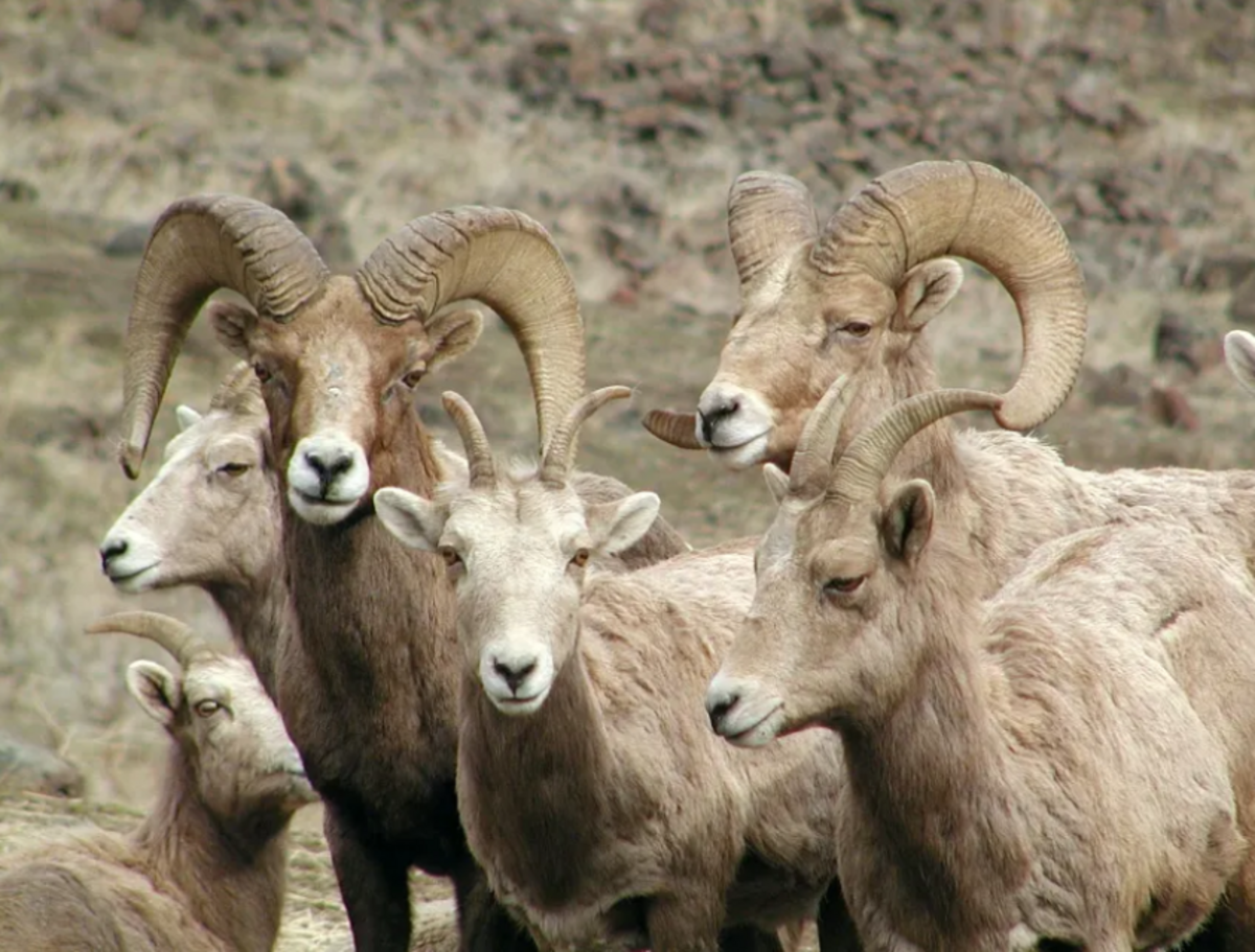Bighorn sheep have been reintroduced in Washington after disappearing in the 1920s.