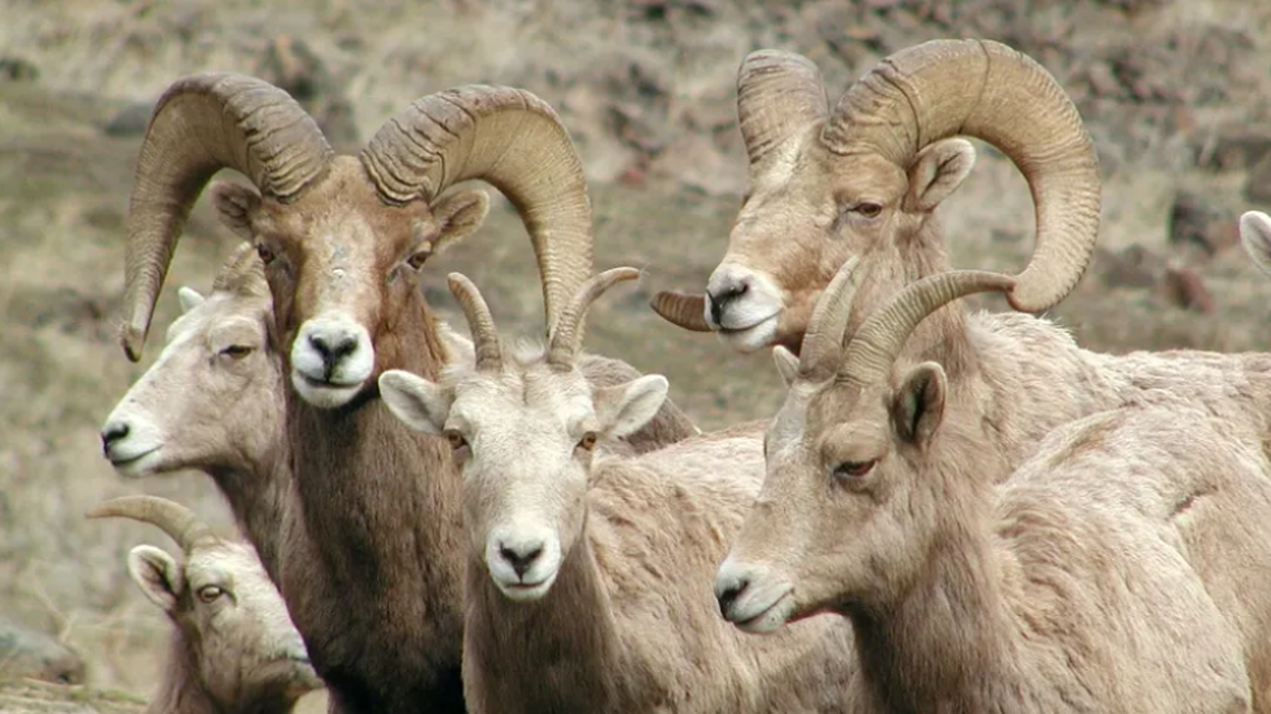 Eastern WA, Idaho bighorn rams poached. Rewards of up to $45,000 offered