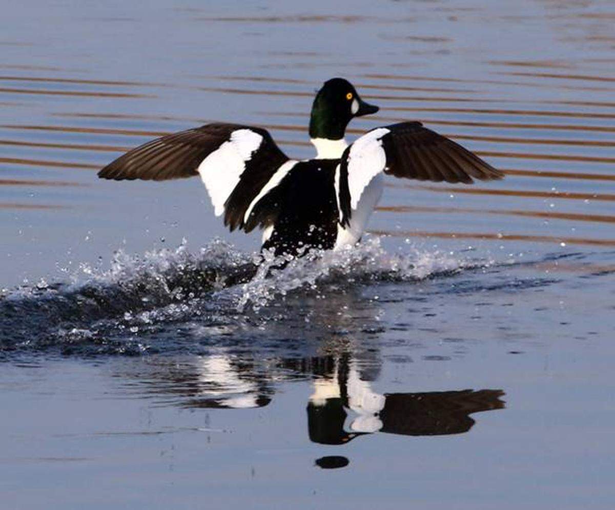 A common goldeneye makes a landing.
