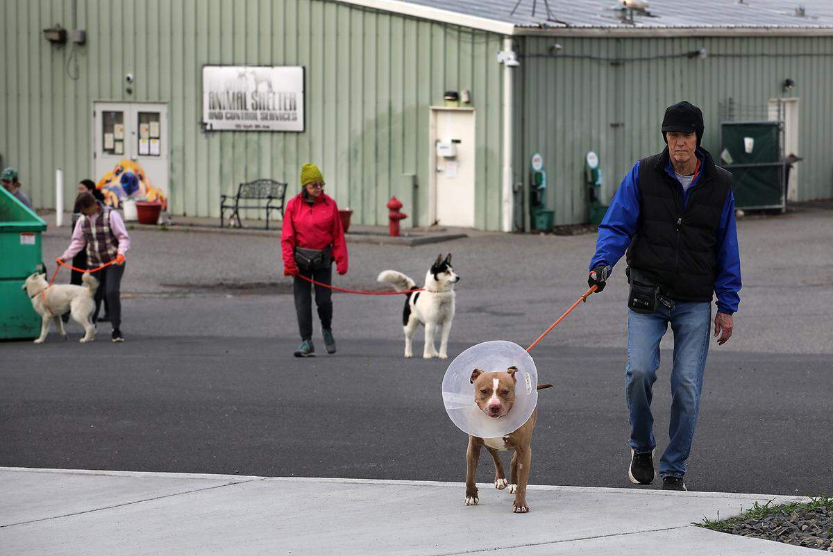 Volunteers Craig Mills, Sharon Mills and Nancy McPherson, from right, help move 80 dogs Monday morning from the old Tri-Cities Animal Shelter building into their kennels in the nearby new facility in Pasco.