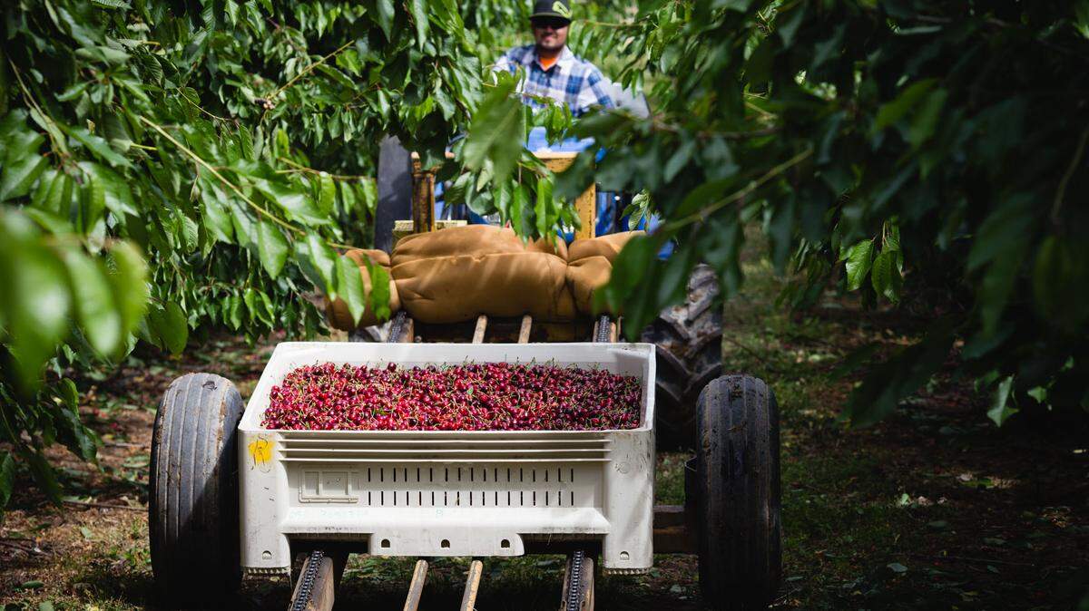 Northwest cherries come from Washington, Oregon, Idaho, Montana and Utah.