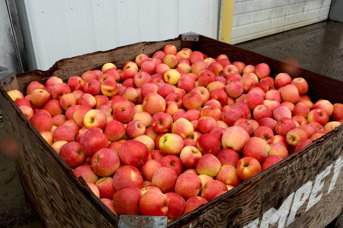 Apples in a bin at Empey Brothers Farms in Mesa