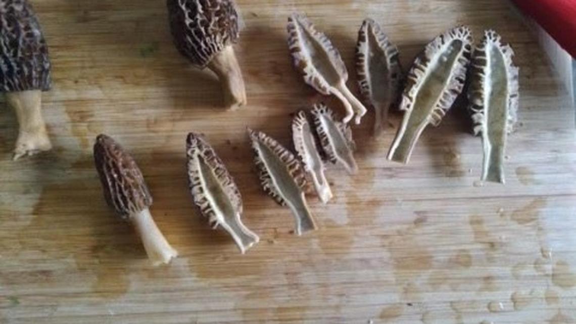 Morel mushrooms return to WA forests. What to know, how to avoid ‘poisonous’ lookalikes