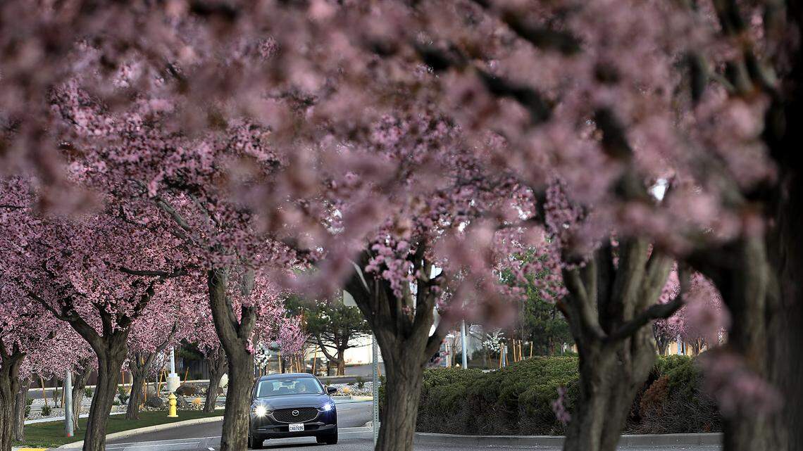 A motorist drives past colorful blossoms on trees lining North Young Street in west Kennewick as spring weather arrives in the Tri-Cities.
