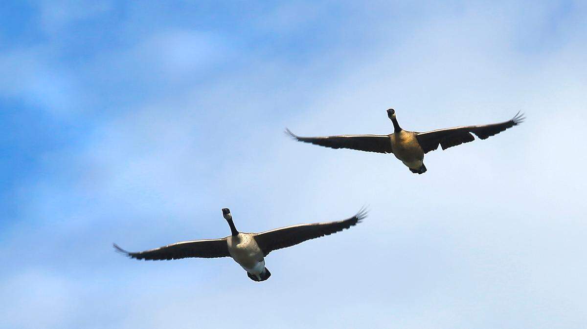 Three hunters must pay major fines after taking mallards and Canada geese over the legal limit, Michigan officials say.