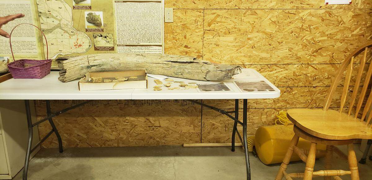 Mammoth tusks are on display at the Coyote Canyon Mammoth Digsite.