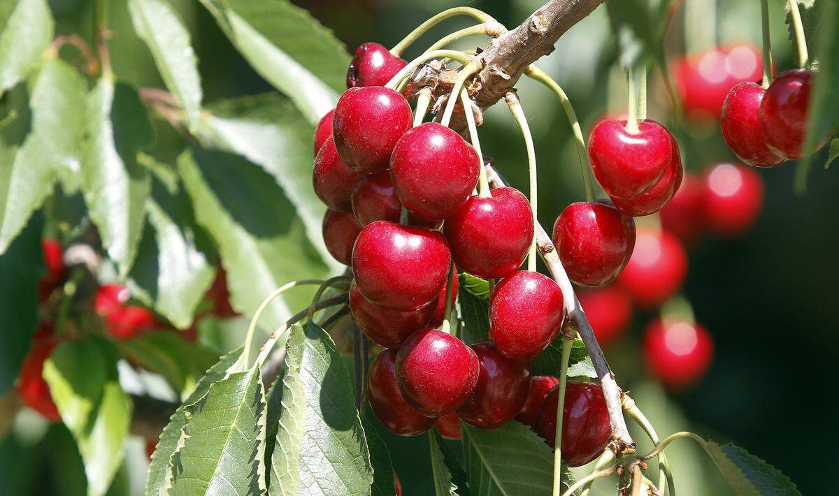 Sweet cherry producers are eligible for federal payments to compensate for losses due to retaliatory tariffs.