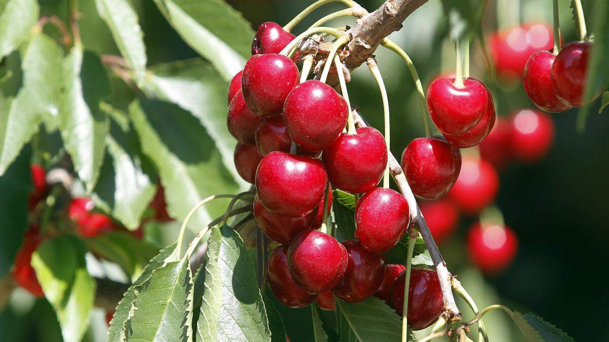 Sweet cherry producers are eligible for federal payments to compensate for losses due to retaliatory tariffs.