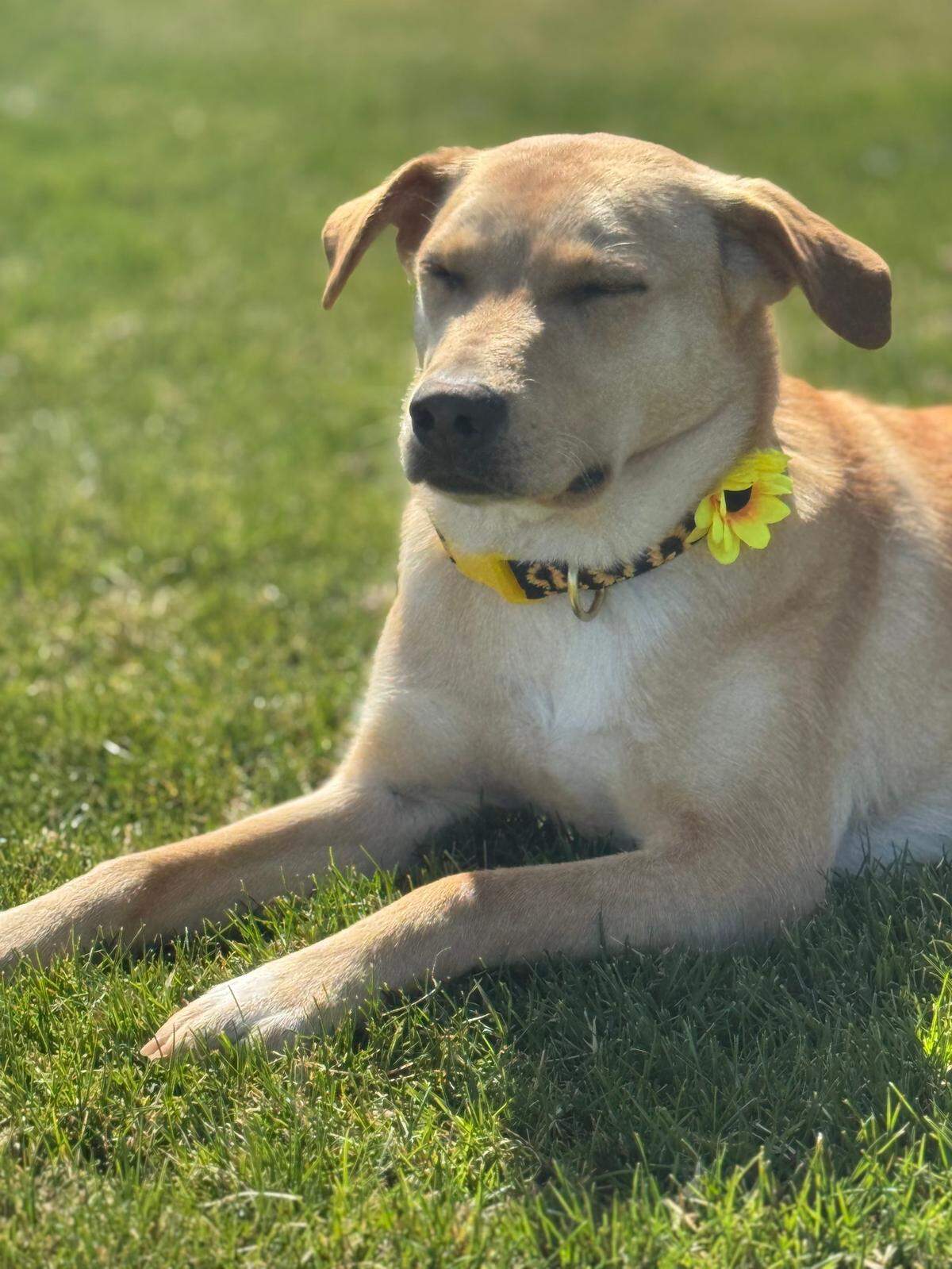 Foster dog Maple has random seizures and needs an MRI to determine to the cause.
