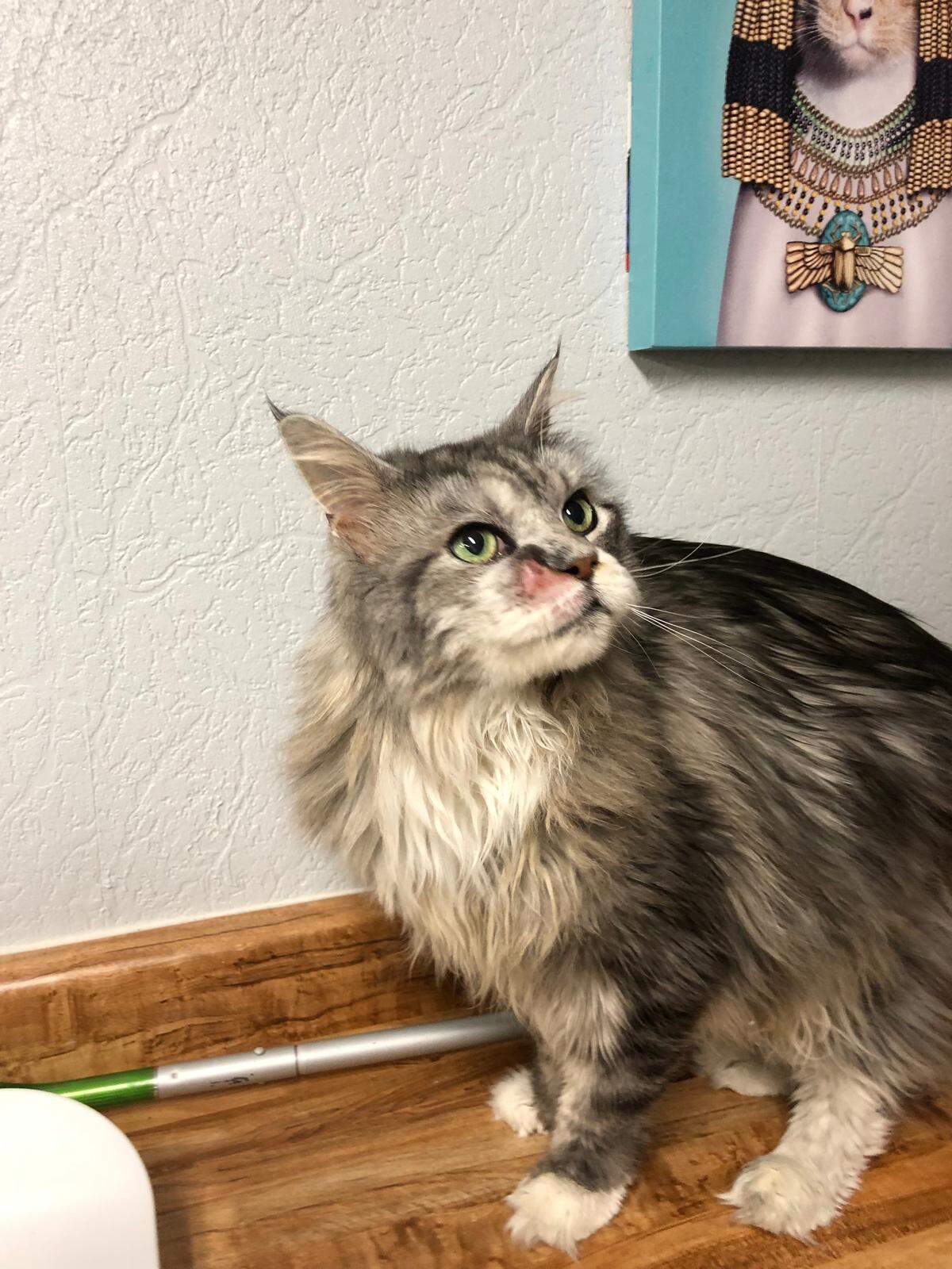 Drake arrived at Vista Veterinary Hospital in Kennewick from his home in Alaska with a tumor on his face.