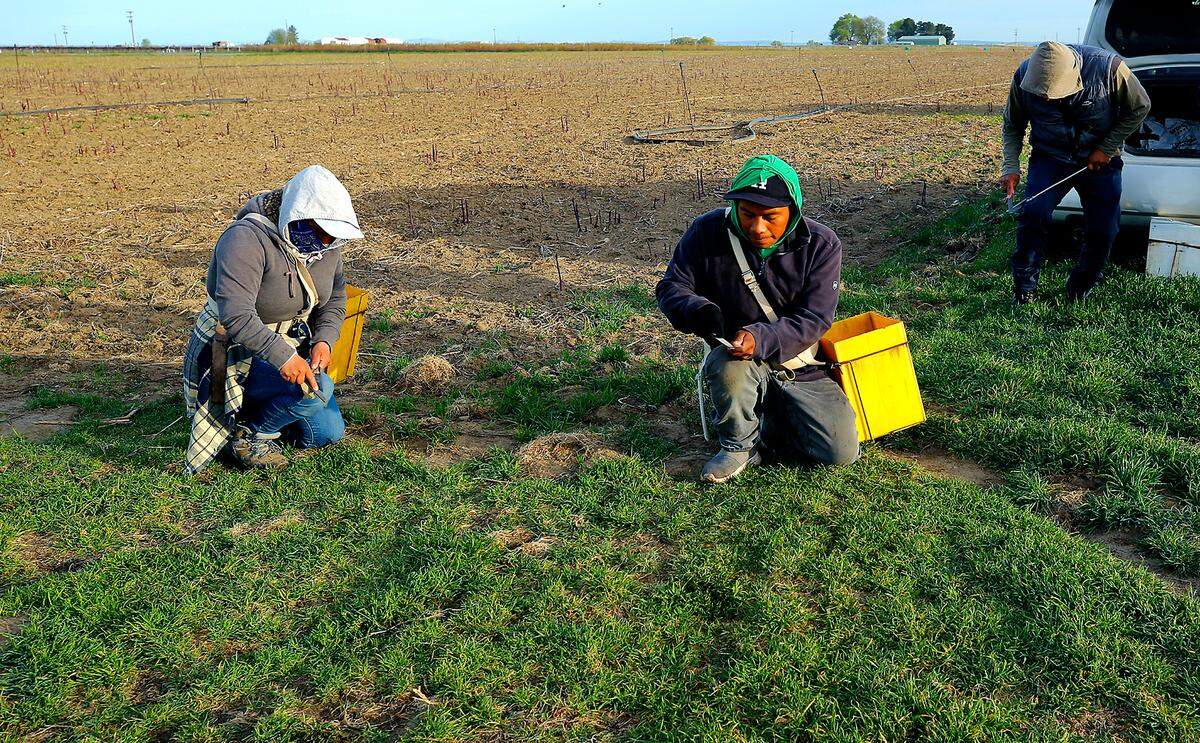 Farm workers sharpen their harvest tools before heading to a field of asparagus at Schreiber Farms.